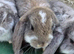 French lop ready to leave