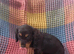 Dachshunds cross Shih Tzu