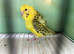 TCB hagoromo budgie