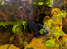 Fish tank and fish