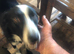 Border collie male
