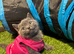 Pure bread British shorthair in London