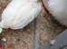 Polish mix pullet 8 weeks old