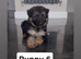 German Shepherd Puppies