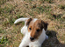 Fox terrier puppies
