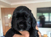 SHOW COCKER SPANIELS
