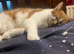 3 1 year old cats