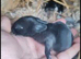 Lionhead breed babies