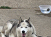 Siberian Husky Dog Available