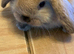 Beautiful Mini lops from show stock