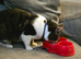 3 year old cat needs home with no other pets