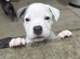 Staffy X puppies