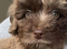 Chocolate merle cockapoo