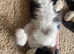 Beautiful kittens