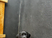 KC Registered Black Lab pups