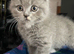 British Shortfur kittens 2 female & 4 male (sold 1 Boy)