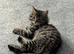 Maine coon kitten