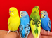 Super silly hand tamed baby budgies