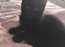 Black female kitten for sale