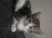 Playfully kittens ready for forever homes
