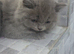 British longhair