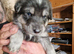 Really Beautiful tri colour German Shepherd puppies.