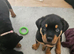 Rottweiler puppies