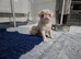 Beautiful Pink Pug puppies for sale