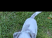 terrier