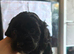 Last little cavapoo x boy left