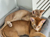 Abyssinian Kittens