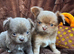 KC reg long coat lilac Chocolate chihuahua puppies