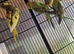 This year's baby budgies