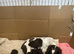 Cocker spaniel pups