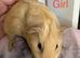 Baby guinea pigs.
