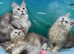 Exceptional TICA Registered Maine Coon Polydactyl Boys- NEUTERED
