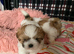 Shih Tzu puppies