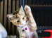10 week old kitten