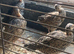 Black francolin