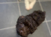Beautiful Schnoodle Puppies GIRLS