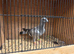 syrian pigeons 2026