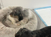 Long haired Dachshund
