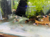 Pair crown tail guppy