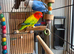 Stunning opaline breeding pair of lovebirds