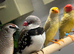 X2 diamond fire tail finches