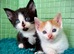 Just the Black & White, and Ginger & White boys available now EXMOOR