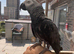 African grey parrot