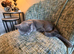 British shorthair kitten