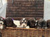 F1 Cockapoo Litter - 1 Girls & 3 Boys Available