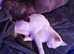 Homeboarding pet sitting
